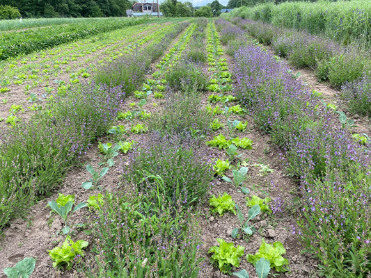 Green Hort Projekts - Vasara 2022